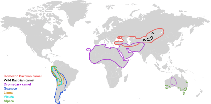 Distribution-map-of-the-different-camel-species-domestic-Bactrian-camel-wild-Bactrian.png