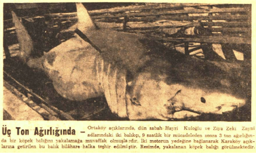 Great-white-shark-caught-off-Ortakoey-Istanbul-Strait-on-February-19-th-1962.png