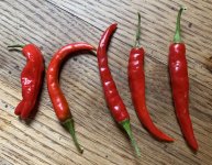cayenne-peppers.jpg