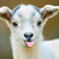 goatsmi!k