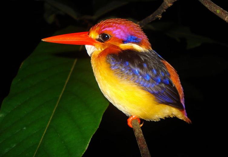 kingfisher.JPG