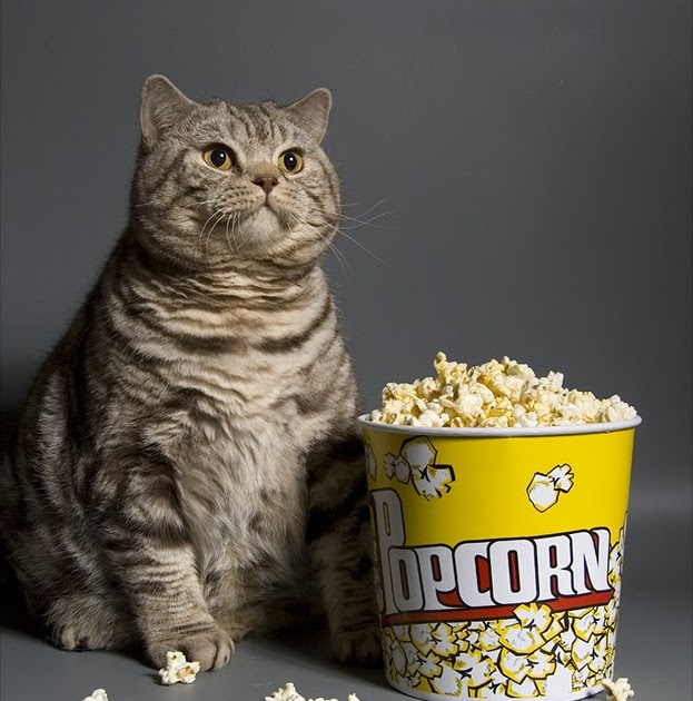 kitty.jpg
