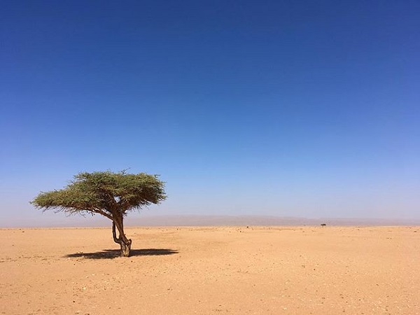Acacia-tree-desert.jpg
