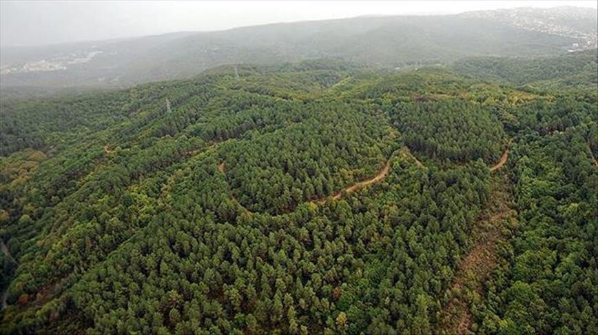 UN recognizes Turkeys success in forestation efforts