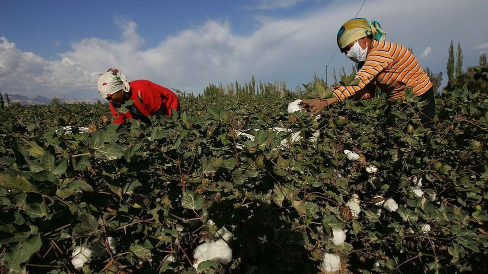 Uighur women picking cotton