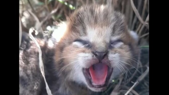 A cub that was rescued by forest officials when villagers stopped harvesting. (twitter/@ParveenKaswan)