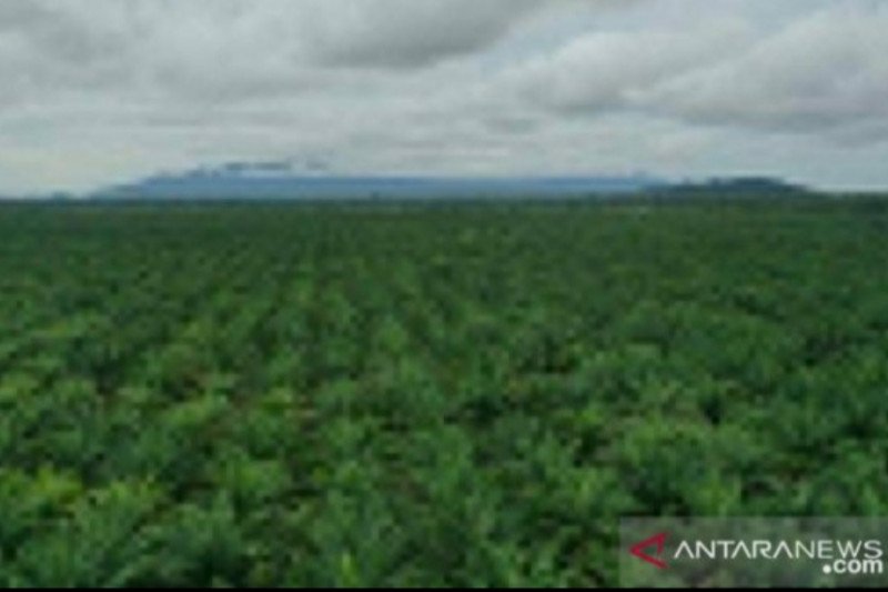 BPDP-KS aims to achieve 2021 palm oil plantation rejuvenation target