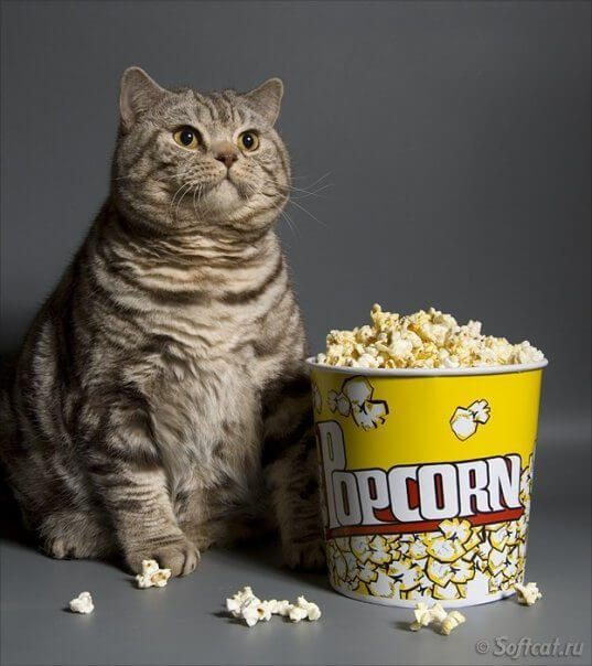 cat-ate-popcorn-kernels.jpg